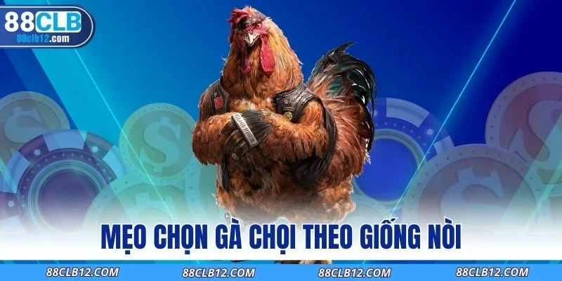 Mẹo chọn gà chọi theo giống nòi