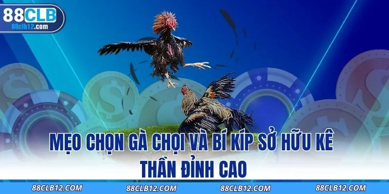 Mẹo Chọn Gà Chọi Và Bí Kíp Sở Hữu Kê Thần Đỉnh Cao