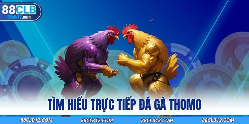 Tìm hiểu trực tiếp đá gà Thomo