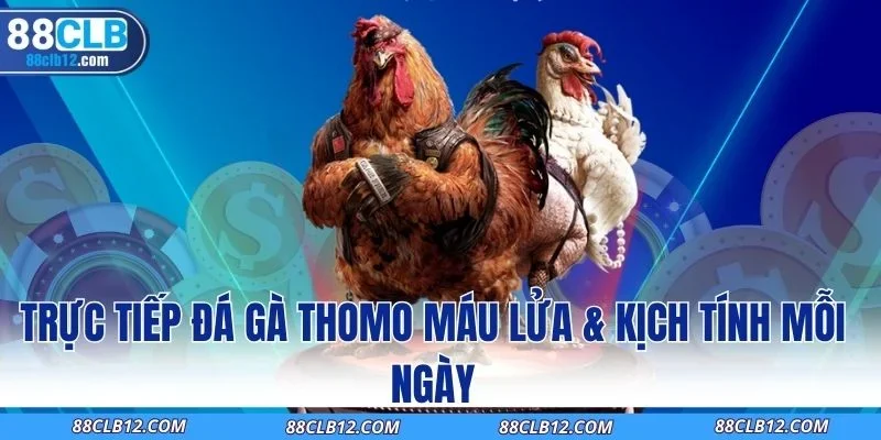 Trực Tiếp Đá Gà Thomo Máu Lửa & Kịch Tính Mỗi Ngày